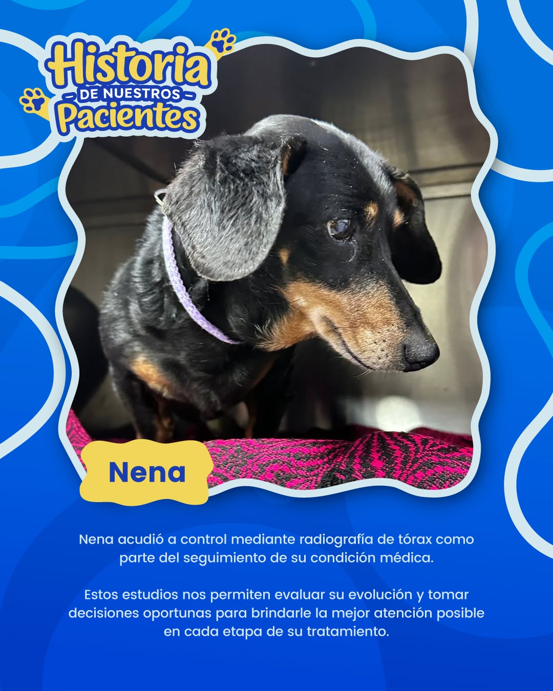 El equipo de la Clínica Veterinaria Solidaria en su local de Cuenca