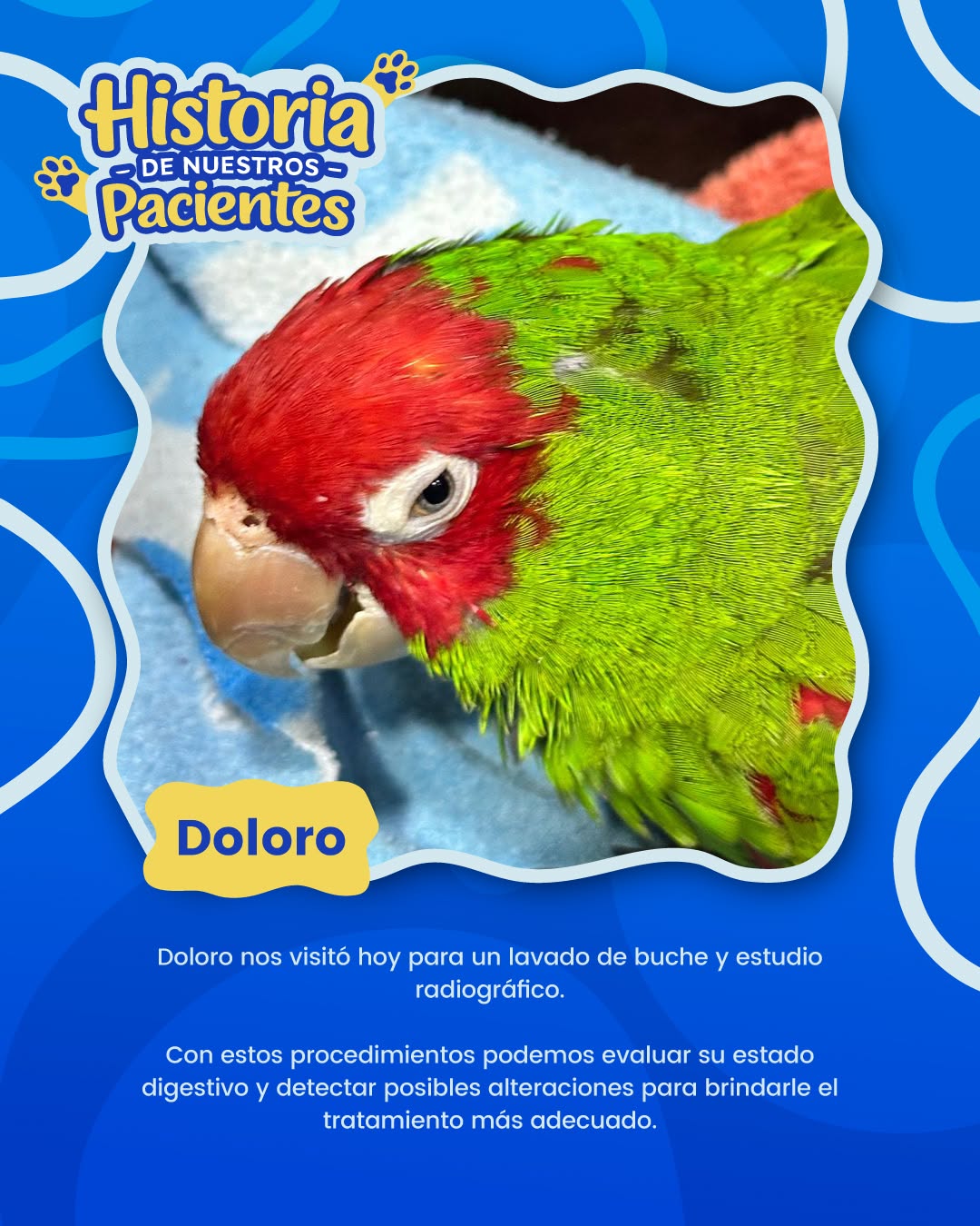 Perrito rescatado en busca de un hogar responsable