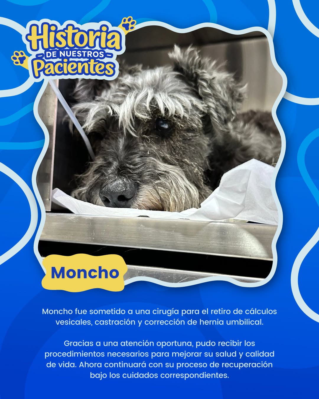 Día a día en la Clínica Veterinaria Solidaria